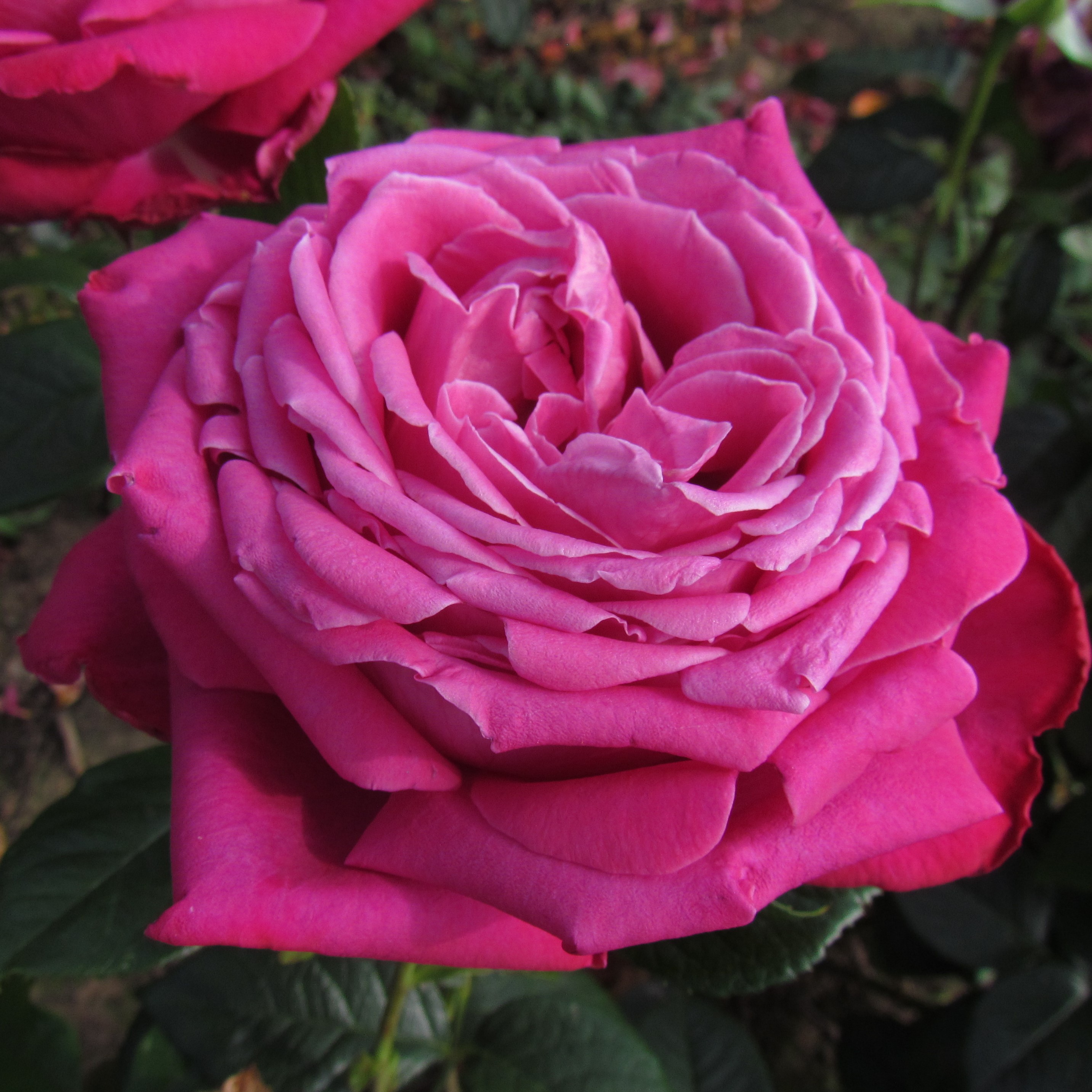 ROSE GEMMA-Superb Plant & Rose Gift To Send For Birthdays & All Gift Occasions