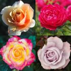 Hybrid Tea Rose Container Collection
