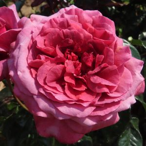 A Million Dreams Pink Hybrid Tea Rose - The Fragrant Rose Company