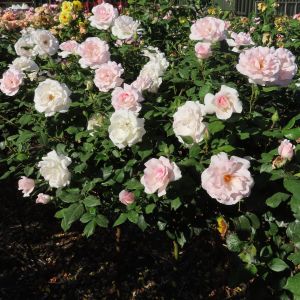 A Whiter Shade Of Pale Pink Standard Rose - The Fragrant Rose Company