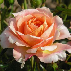 Absent Friends Rose - The Fragrant Rose Company