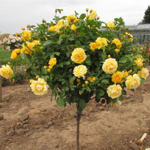 Absolutely Fabulous Yellow Floribunda Standard Rose - The Fragrant Rose Company