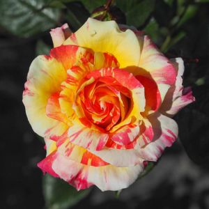 Absolutely Crackers Striped Pink, Orange, Yellow Climbing Rose - The Fragrant Rose Company