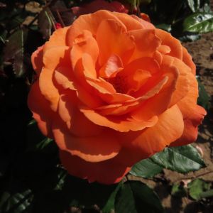 Alan's Pride Rose - Orange Floribunda - thefragrantrosecompany.co.uk