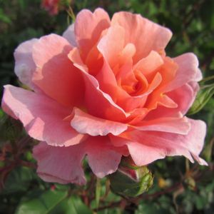 Apricot Orange Repeat Flowering Blooms Which Fade to Pink- Ideal Gift SPECIAL GRANDMA 4lt Potted Floribunda Garden Rose Bush
