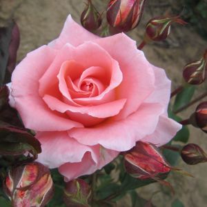 Always You Pink Hybrid Tea Rose - The Fragrant Rose Company