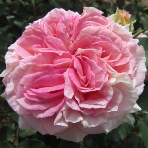 Amazing Day Pink Shrub Rose - The Fragrant Rose Company