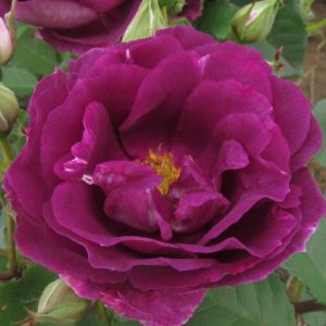 Amethyst Star Purple Floribunda Rose - The Fragrant Rose Company