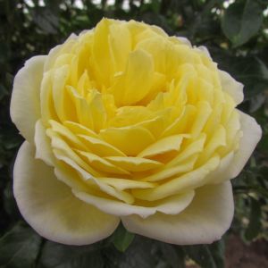 Amnesty International Creamy Yellow Climbing Rose - The Fragrant Rose Company