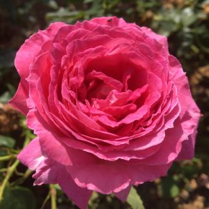Ann Rose Pink Floribunda - The Fragrant Rose Company