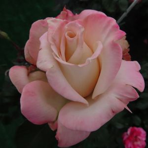 Anniversary Waltz Pink/White Hybrid Tea Rose - The Fragrant Rose Company