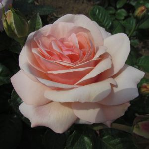 Aphrodite Pink Hybrid Tea Rose - The Fragrant Rose Company