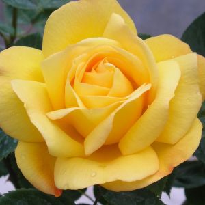 Arthur Bell Yellow Floribunda Rose - The Fragrant Rose Company