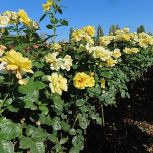 Arthur Bell Yellow Floribunda Standard Rose - The Fragrant Rose Company