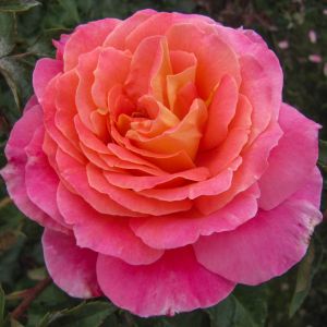 Audrey Wilcox Pink Hybrid Tea Rose - The Fragrant Rose Company