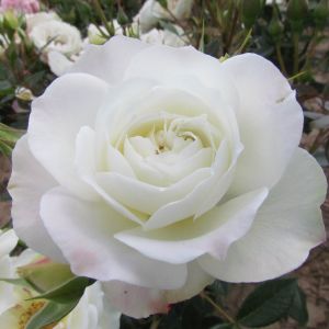 Baby Face White/Lemon Patio Rose - The Fragrant Rose Company