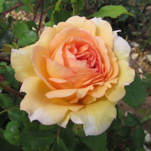 Bathsheba Rose Apricot Climbing Rose - The Fragrant Rose Company