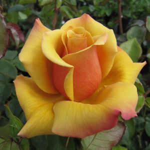 Belle Epoque Rose - The Fragrant Rose Company