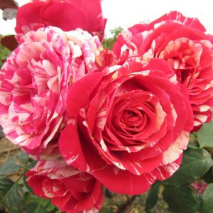 Best Impression - Red/Cream Striped Rose - The Fragrant Rose Company