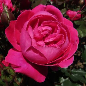 Best of Friends Rose - Pink Floribunda - The Fragrant Rose Company