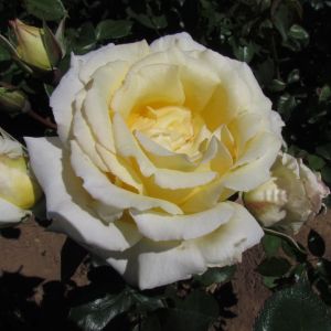 The Big Ben Rose - White Climbing Rose - The Fragrant Rose Company