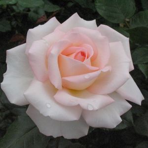 The Bloom Of Ruth Rose - Peach/Apricot Hybrid Tea - The Fragrant Rose Company