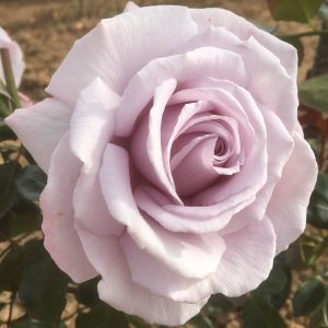 The Blue Diamond Rose - Silver/Lavender Hybrid Tea - The Fragrant Rose Company