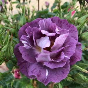 The Blue for You Rose - Purple Floribunda - The Fragrant Rose Company
