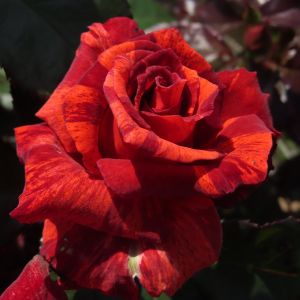 Brian's Magic Rose - Brown Striped - thefragrantroses.co.uk
