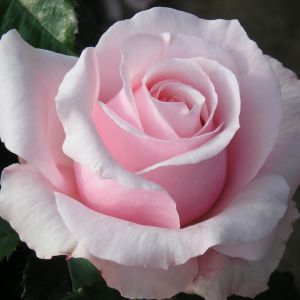 The Bride and Groom Rose - Hybrid Tea - The Fragrant Rose Company
