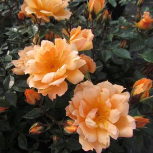 The Bridge of Sighs Rose - Climbing Rose - The Fragrant Rose Company