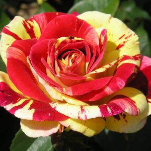 Brushstrokes Rose - Red and Yellow Striped Floribunda - The Fragrant Rose Company