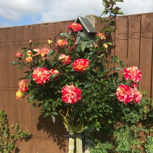 The Brushstrokes Standard Rose - The Fragrant Rose Company
