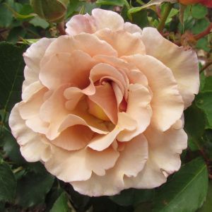 The Cafe Au Lait Rose - Brown Floribunda - The Fragrant Rose Company