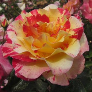 The Camille Pissarro Rose - Floribunda Rose - The Fragrant Rose Company