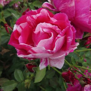 The Carol Rose - Pink Striped Floribunda - The Fragrant Rose Company