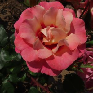 The Catheine Rose - Pink and Orange Floribunda - The Fragrant Rose Company