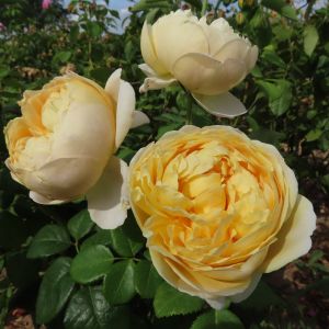 Charles Darwin Rose - Yellow David Austin Rose - The Fragrant Rose Company