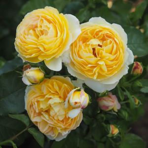 Charlotte's Rose Yellow Shrub Rose - The Fragrant Rose Company