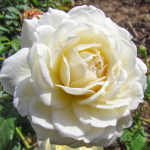 The Claire Austin Rose - White Climbing Rose - The Fragrant Rose Company
