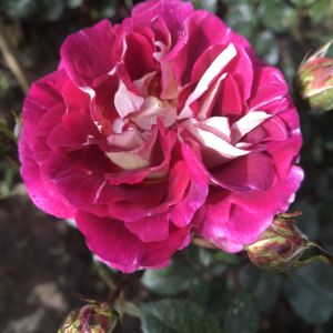 The Claire Rose - Pink and Cream Floribunda - The Fragrant Rose Company