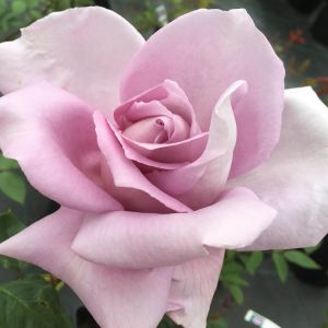 The Climbing Blue Moon Rose - Lilac Climber - The Fragrant Rose Company