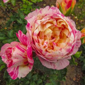 The Climbing Claude Monet Rose - Pink/Yellow/White Climber - The Fragrant Rose Company