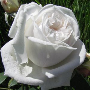 So Crazy In Love Rose - White Shrub - The Fragrant Rose Company