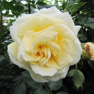 The Creme De La Creme Rose - Climbing Rose - The Fragrant Rose Company