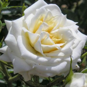 The Cutie Rose - White Shrub - The Fragrant Rose Company