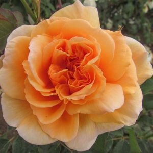 The Dame Judi Dench Rose - Orange Shrub - The Fragrant Rose Company