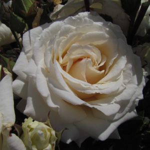 Daniel Rose -  Cream/White Hybrid Tea - The Fragrant Rose Company