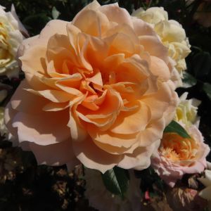 The Darling Daughter Rose - Peach and Cream Floribunda - The Fragrant Rose Company