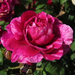 David's Rose - Striped Floribunda - thefragrantrosecompany.co.uk